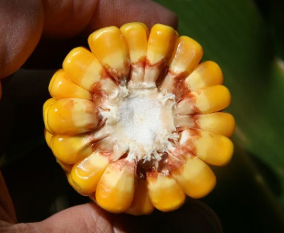 LATE CORN REPRODUCTIVE STAGES